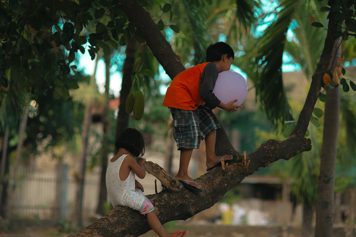 kids playing in tree
